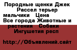 Породные щенки Джек Рассел терьер-мальчики › Цена ­ 40 000 - Все города Животные и растения » Собаки   . Ингушетия респ.